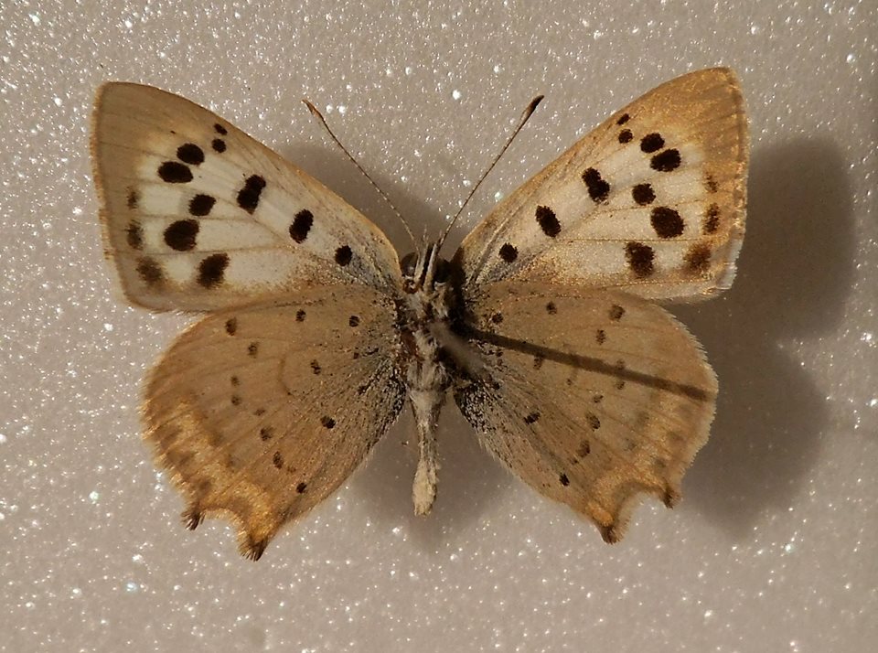 Lycaena phlaeas (verso, aberrant, Lotoshinskyi distr., Moscow) (Internet Image property of respective owner, non-commercial use only)